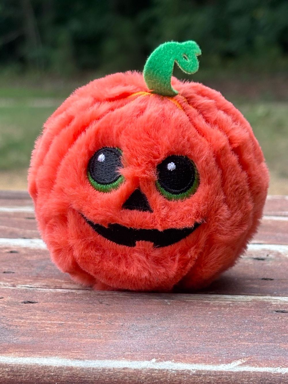 Adorable Gordo The Halloween Pumpkin!